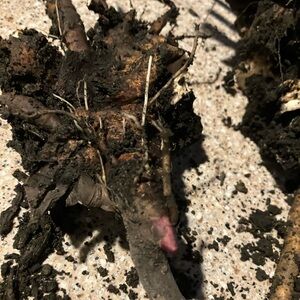 Freshly dug peony root with beautiful eye showing.